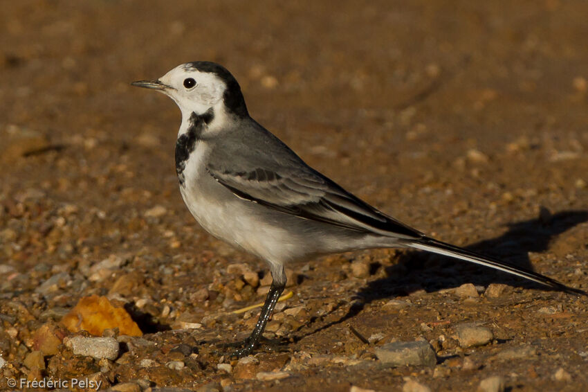 White Wagtailadult post breeding