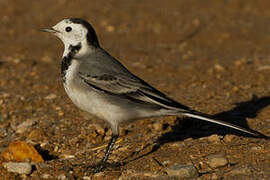 White Wagtail