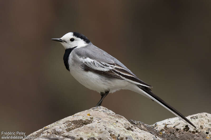 White Wagtailadult breeding, identification