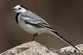 White Wagtail