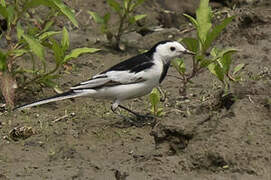 White Wagtail