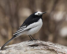 White Wagtail