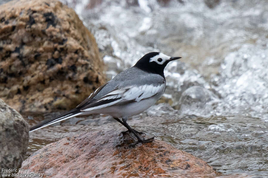 White Wagtailadult