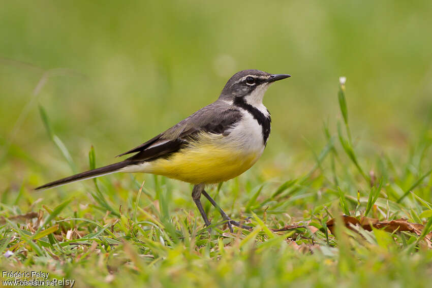 Madagascan Wagtailadult, identification