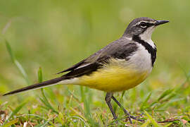 Madagascar Wagtail