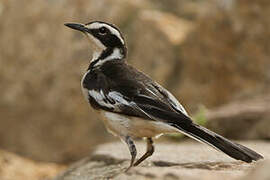 African Pied Wagtail