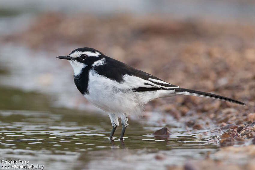 African Pied Wagtailadult, identification