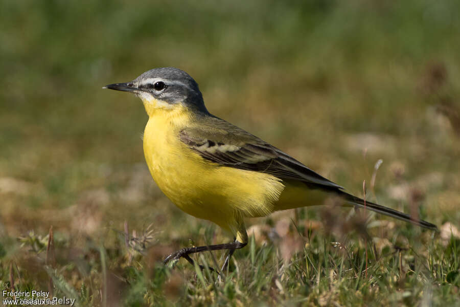 Western Yellow Wagtailadult, identification