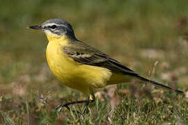 Western Yellow Wagtail