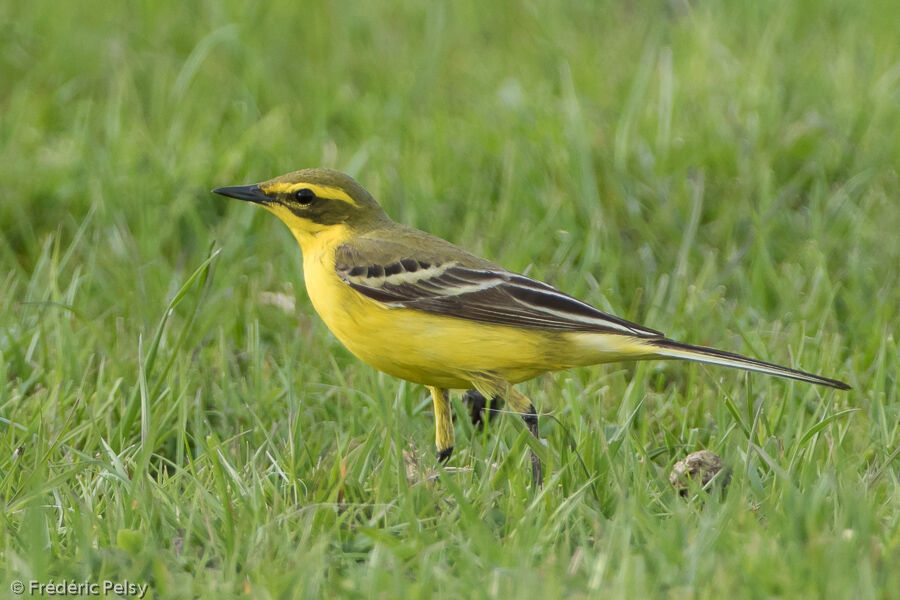 Western Yellow Wagtail