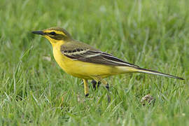 Western Yellow Wagtail