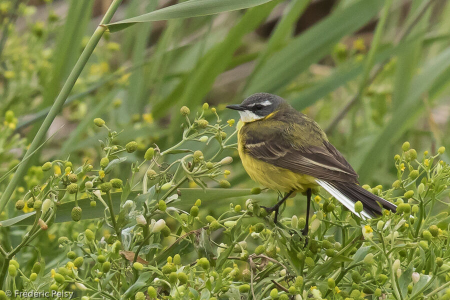 Western Yellow Wagtail male adult