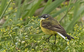 Western Yellow Wagtail