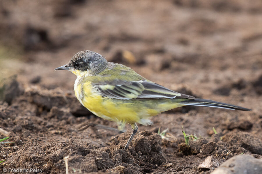 Western Yellow Wagtail