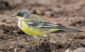 Western Yellow Wagtail