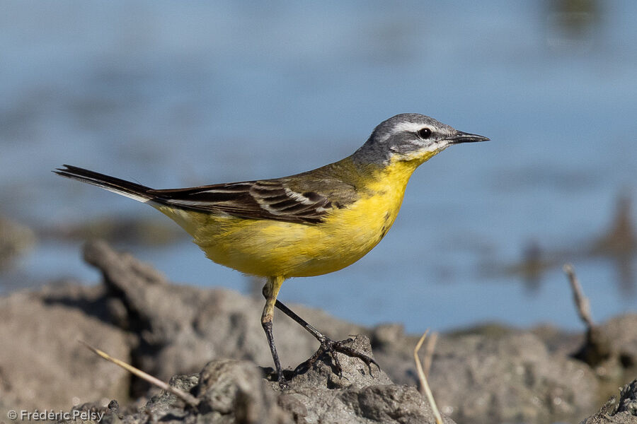 Western Yellow Wagtail