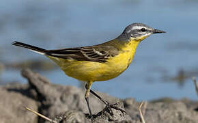 Western Yellow Wagtail