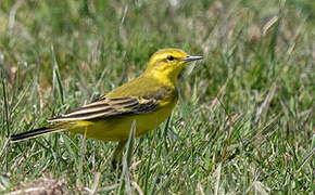 Western Yellow Wagtail