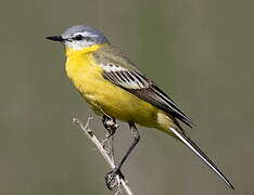 Western Yellow Wagtail