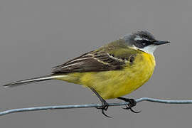 Western Yellow Wagtail