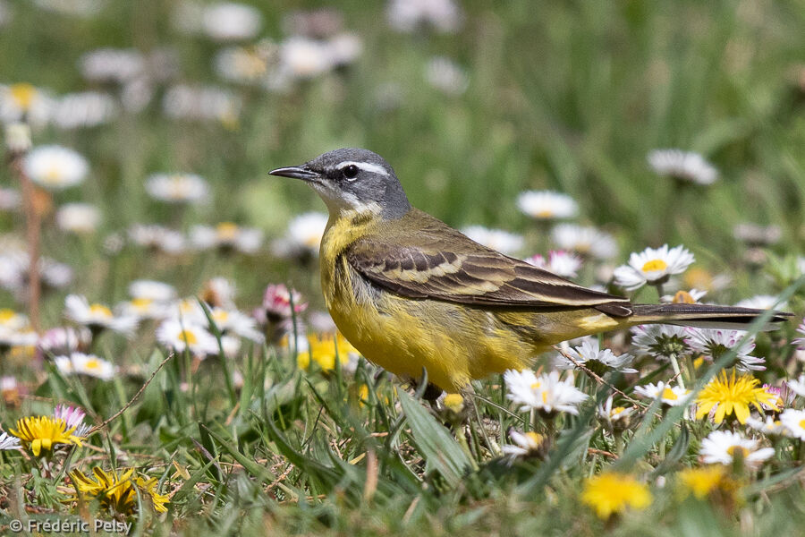 Western Yellow Wagtail