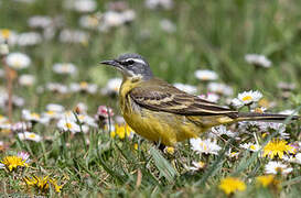 Western Yellow Wagtail