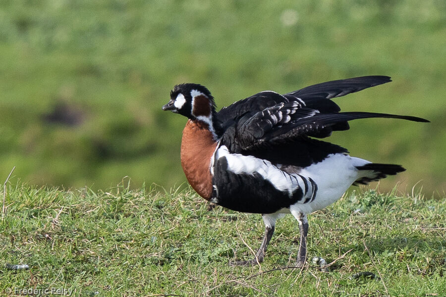 Red-breasted Gooseimmature