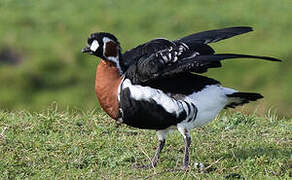 Red-breasted Goose