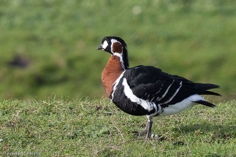 Red-breasted Goose