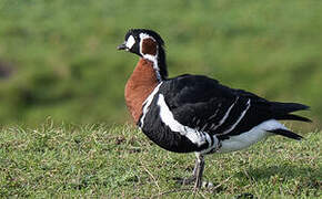 Red-breasted Goose