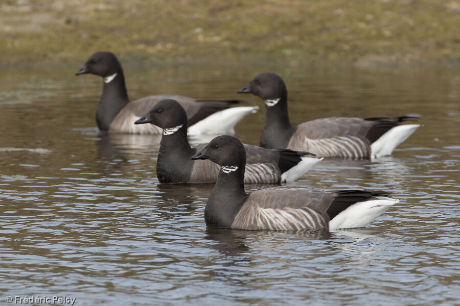 Brant Goose