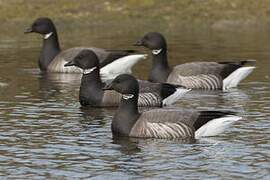 Brant Goose