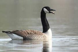 Canada Goose