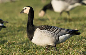 Barnacle Goose