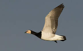 Barnacle Goose