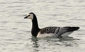 Barnacle Goose