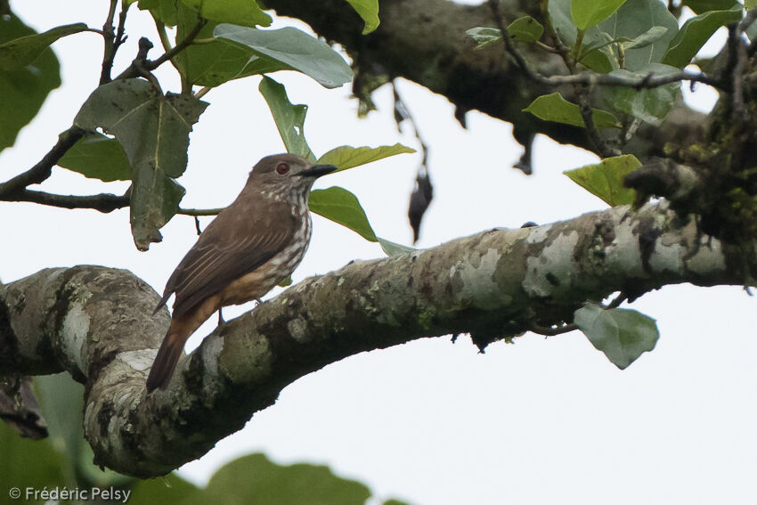 African Shrike-flycatcheradult