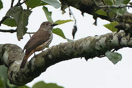 African Shrike-flycatcher