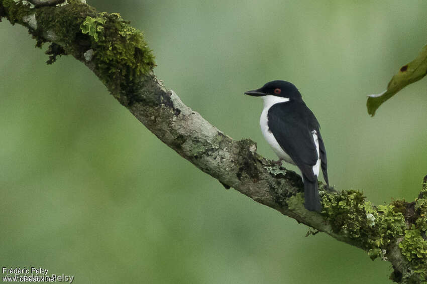 African Shrike-flycatcher male adult, identification