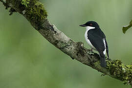 African Shrike-flycatcher