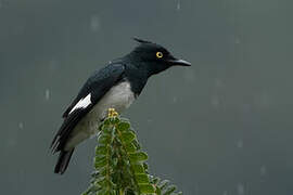 Black-and-white Shrike-flycatcher