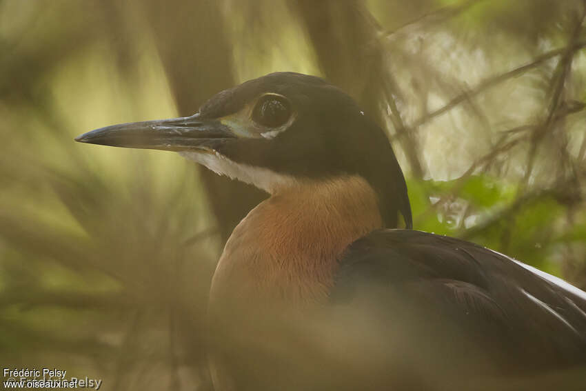 White-backed Night Heronadult, close-up portrait