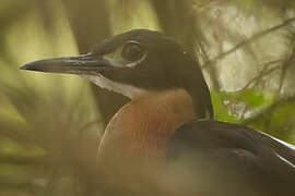 White-backed Night Heron