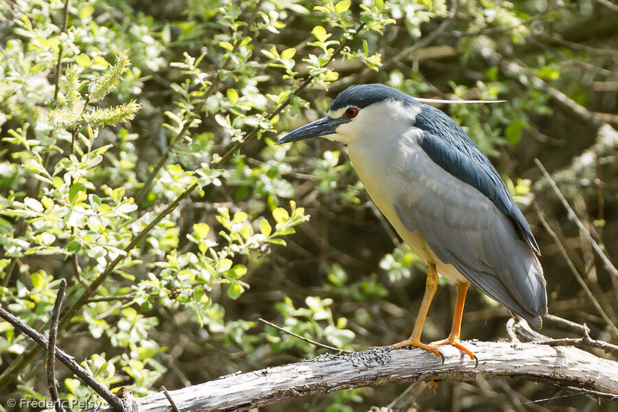 Black-crowned Night Heronadult