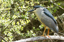 Black-crowned Night Heron