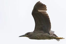 Black-crowned Night Heron