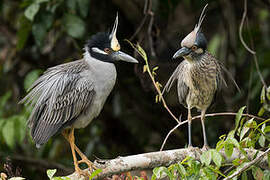 Yellow-crowned Night Heron