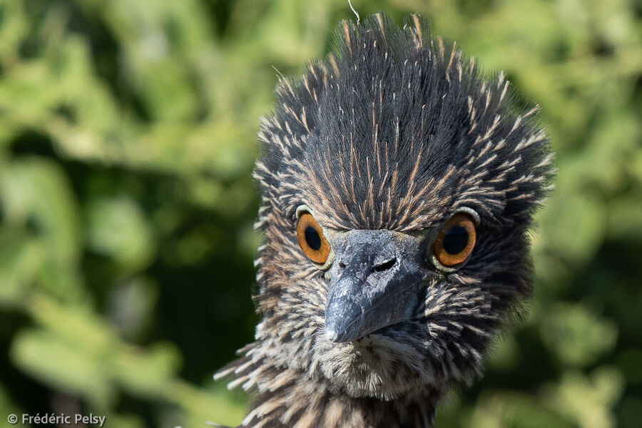 Yellow-crowned Night Heron