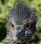 Yellow-crowned Night Heron