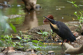 Black Bittern